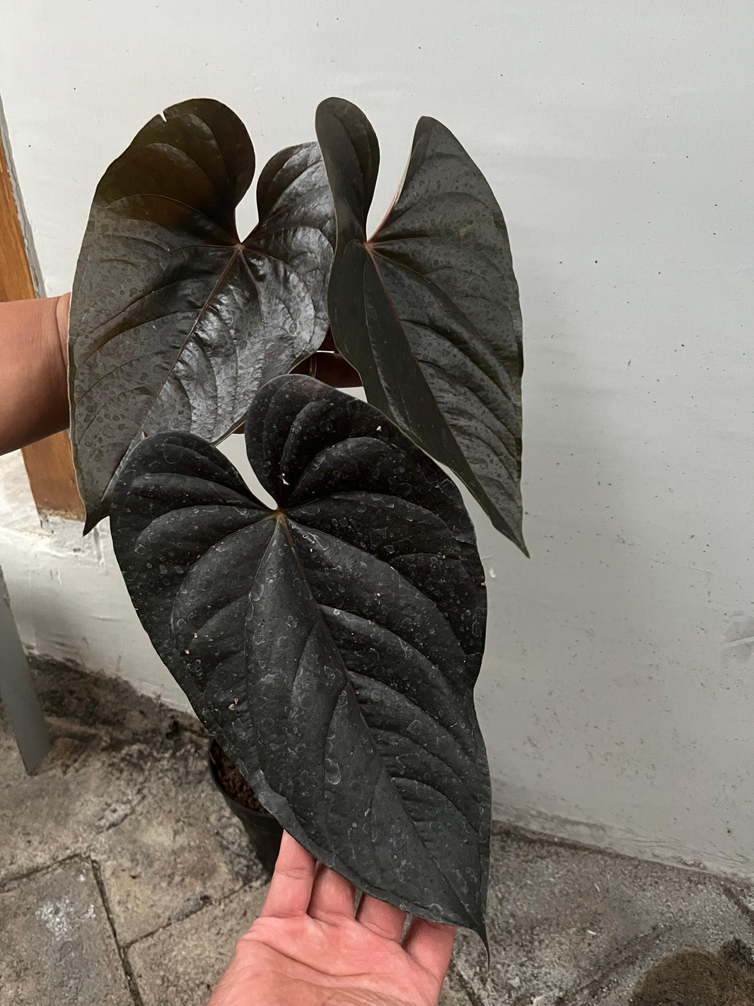 Anthurium Queen of heart RESERVED