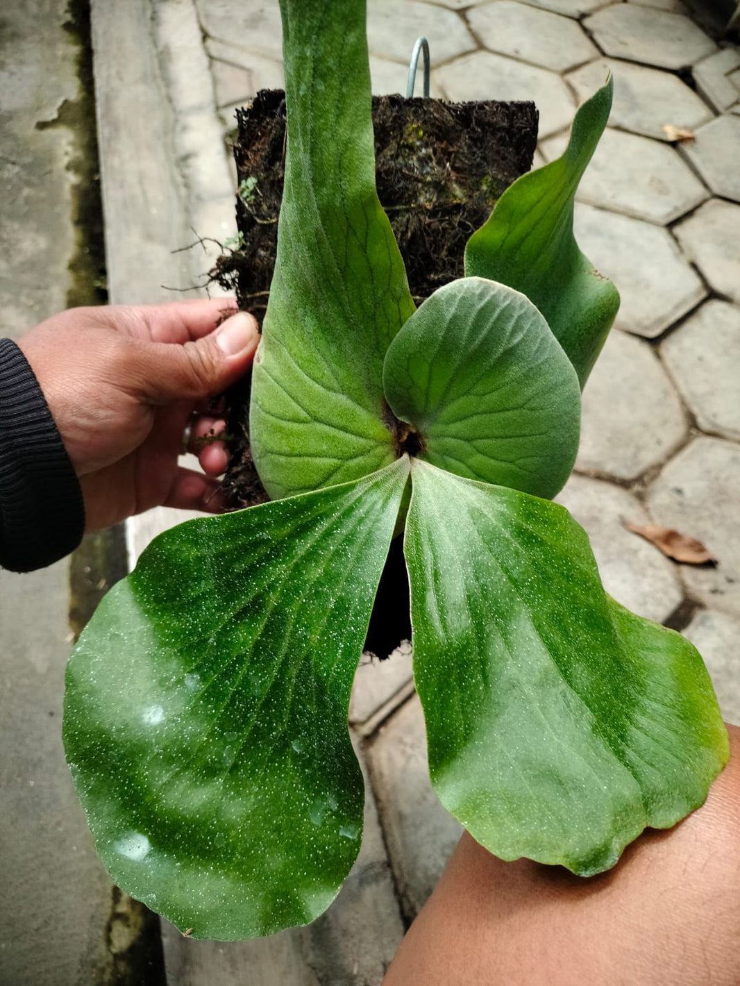 Platycerium elephantotis Reserved
