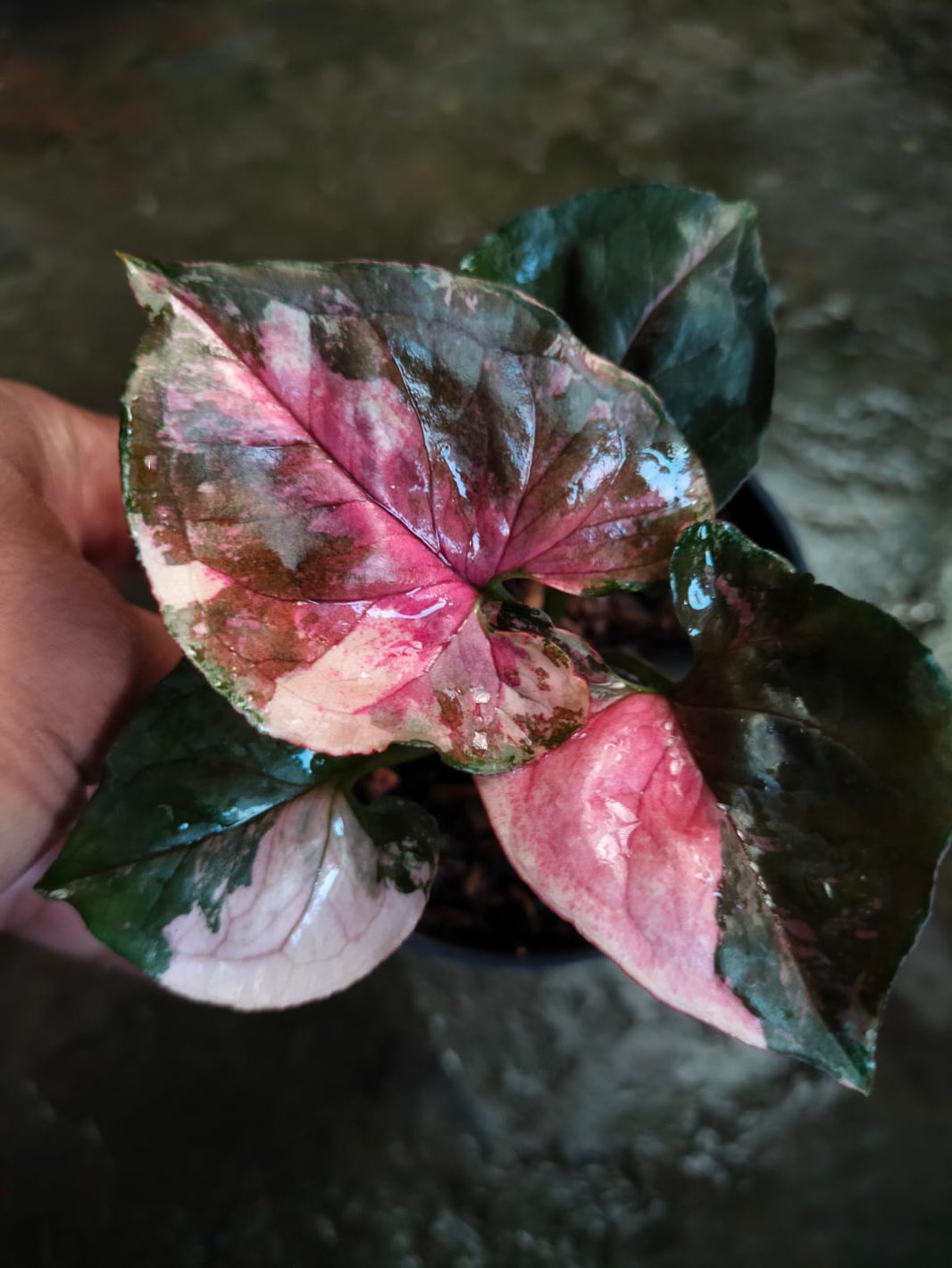 Syngonium strobery ice galaxy Reserved
