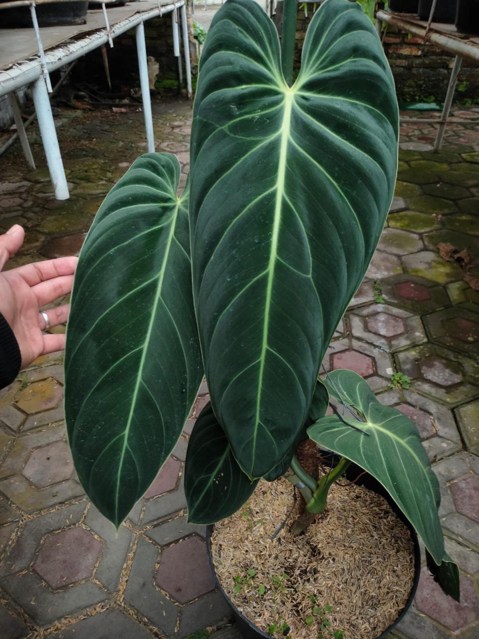 Philodendron melanocrysum Reserved
