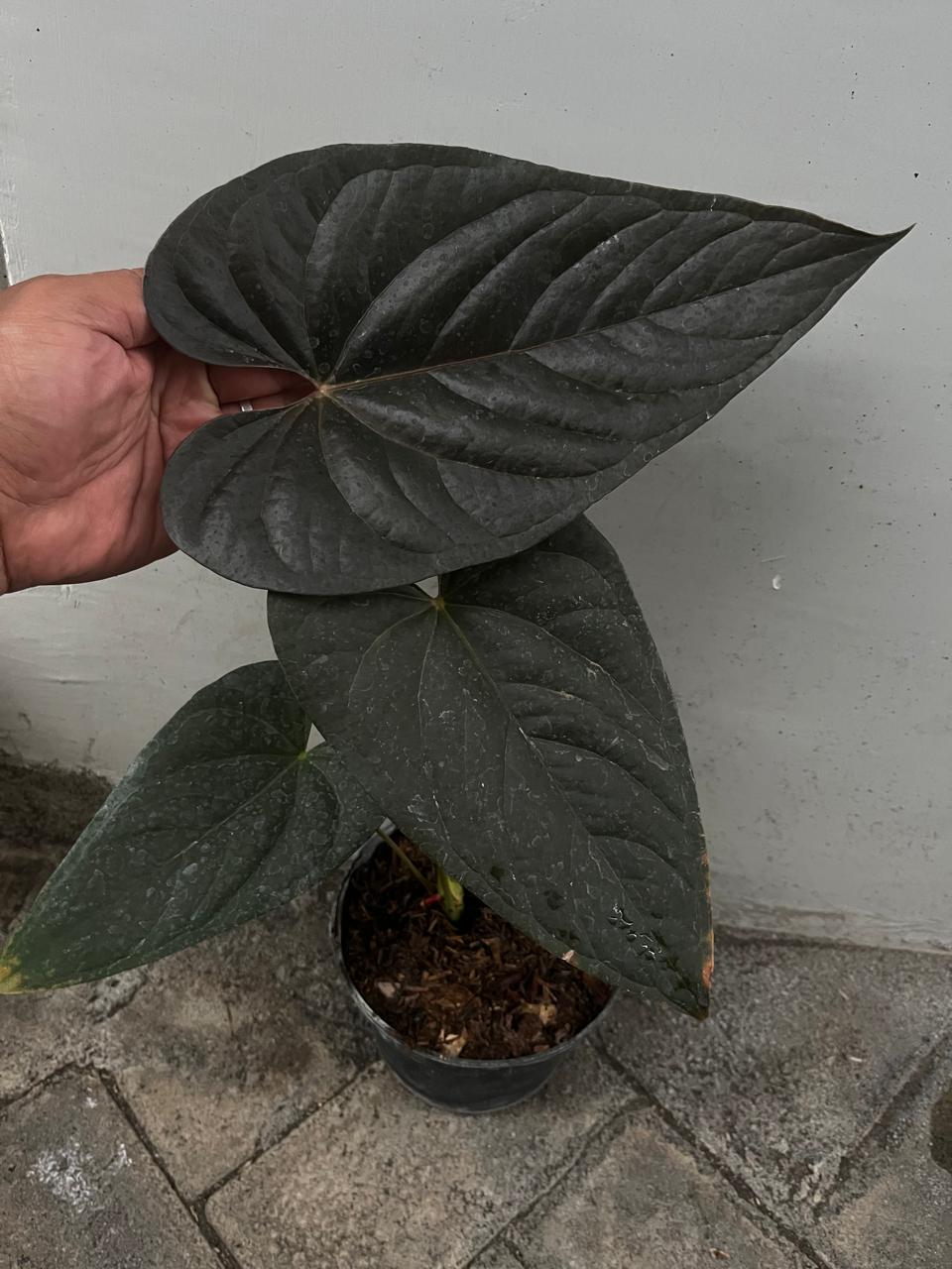 Anthurium Modeanum Reserved 1805-01