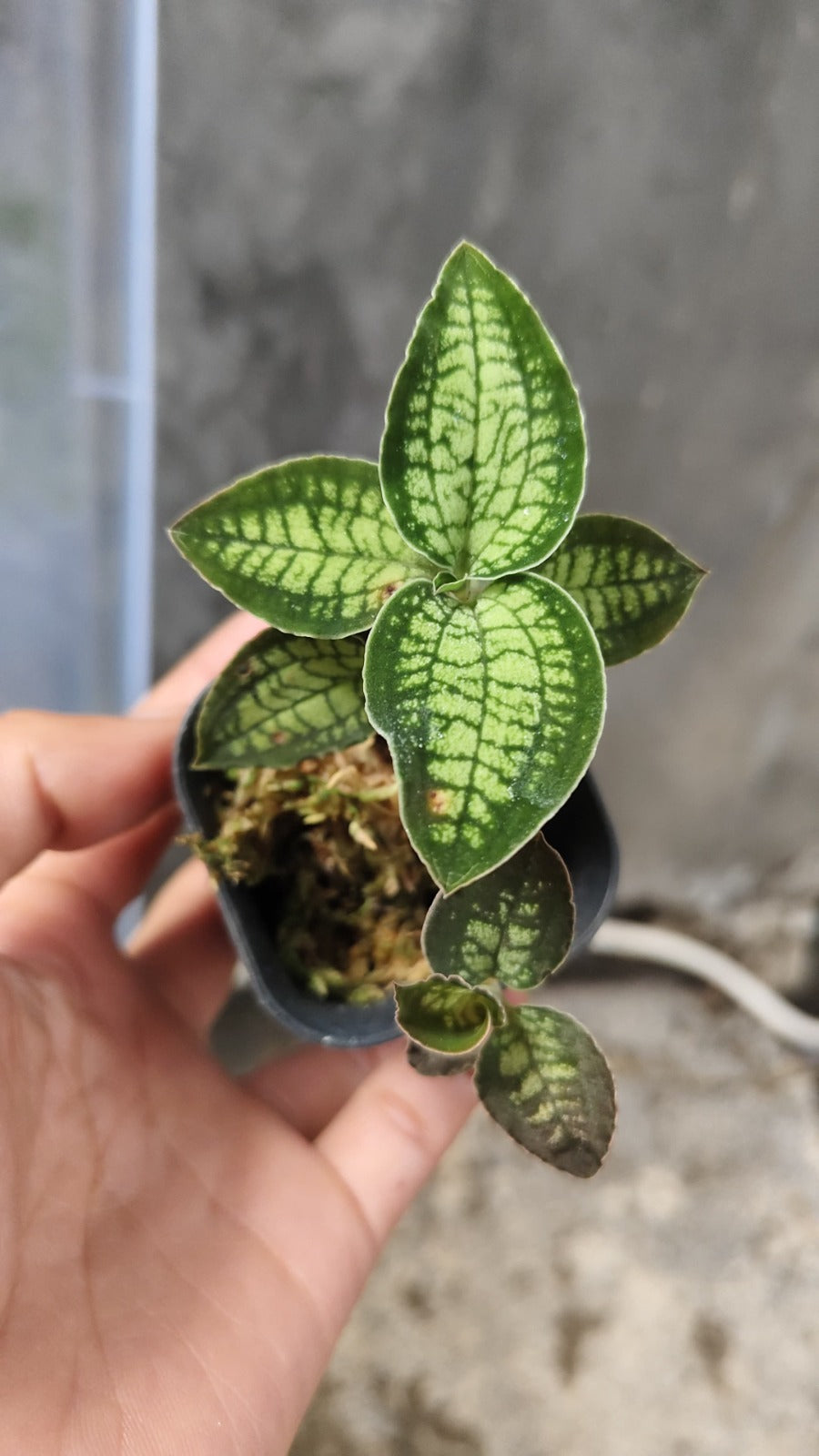 Rare Cystorchis Species Jewel Orchid Plant by Alya Natasya