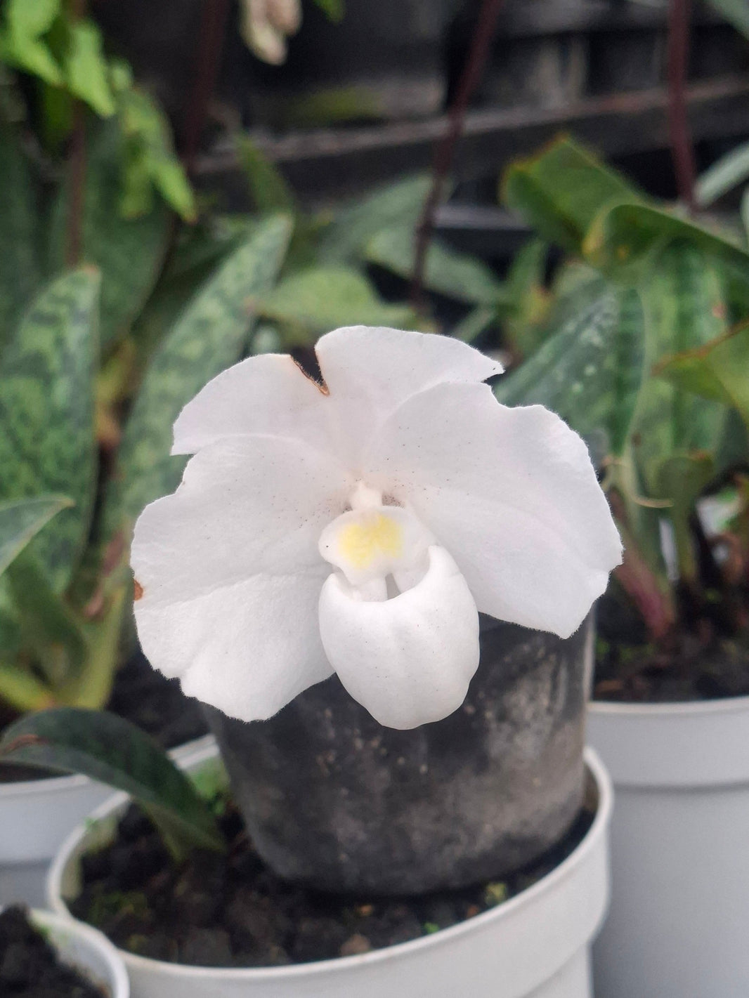 Paphiopedilum Nevium rare and elegant slipper orchid by Anita Orchids