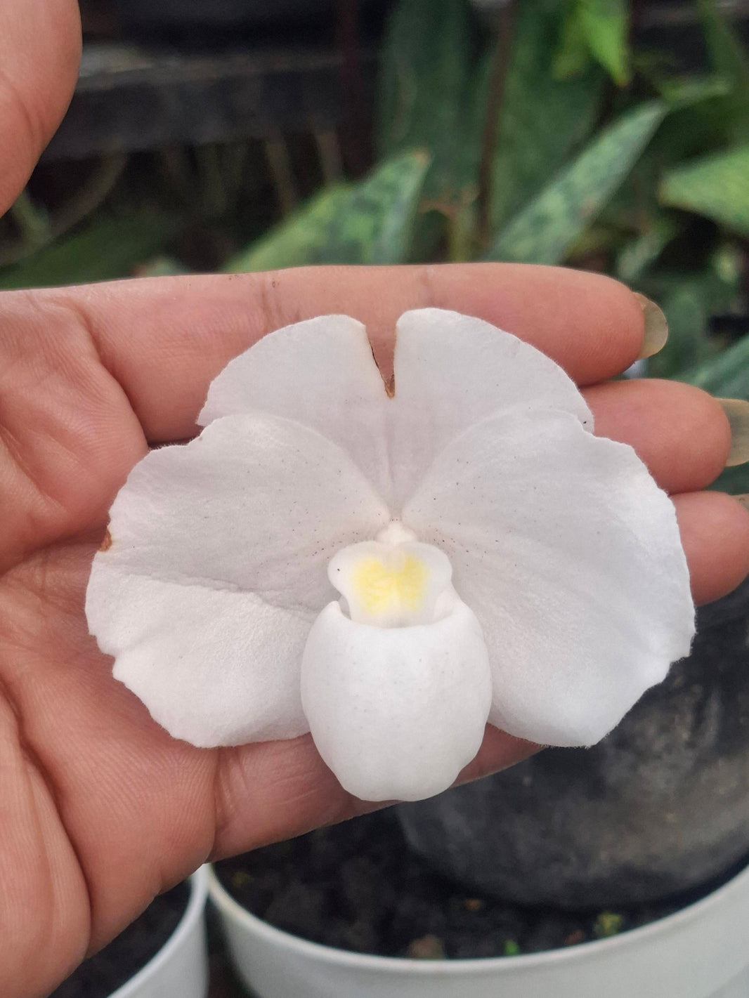 Paphiopedilum Nevium rare and elegant slipper orchid by Anita Orchids