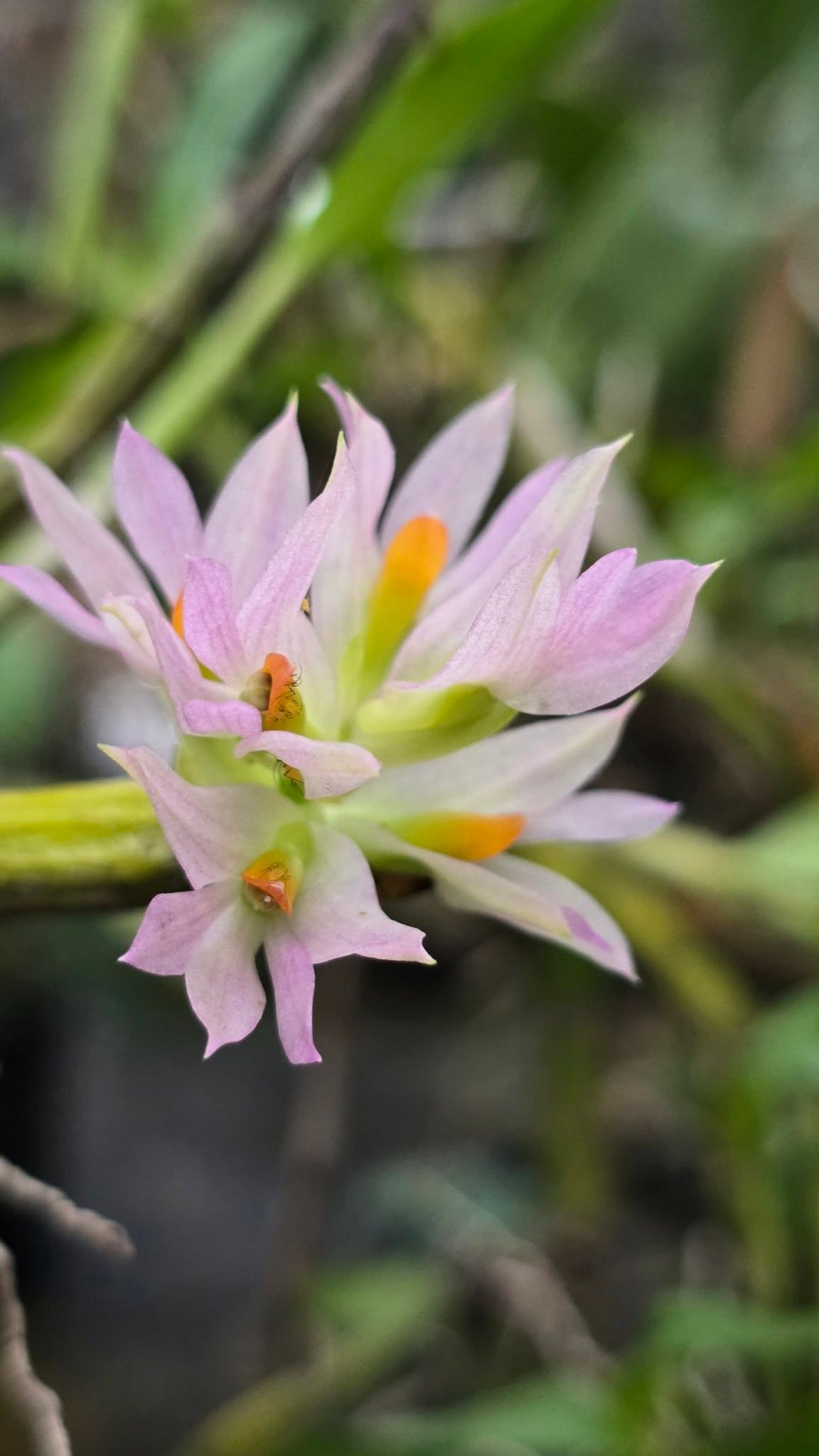 Dendrobium bracteosum beautiful tropical orchid by Gus Benk