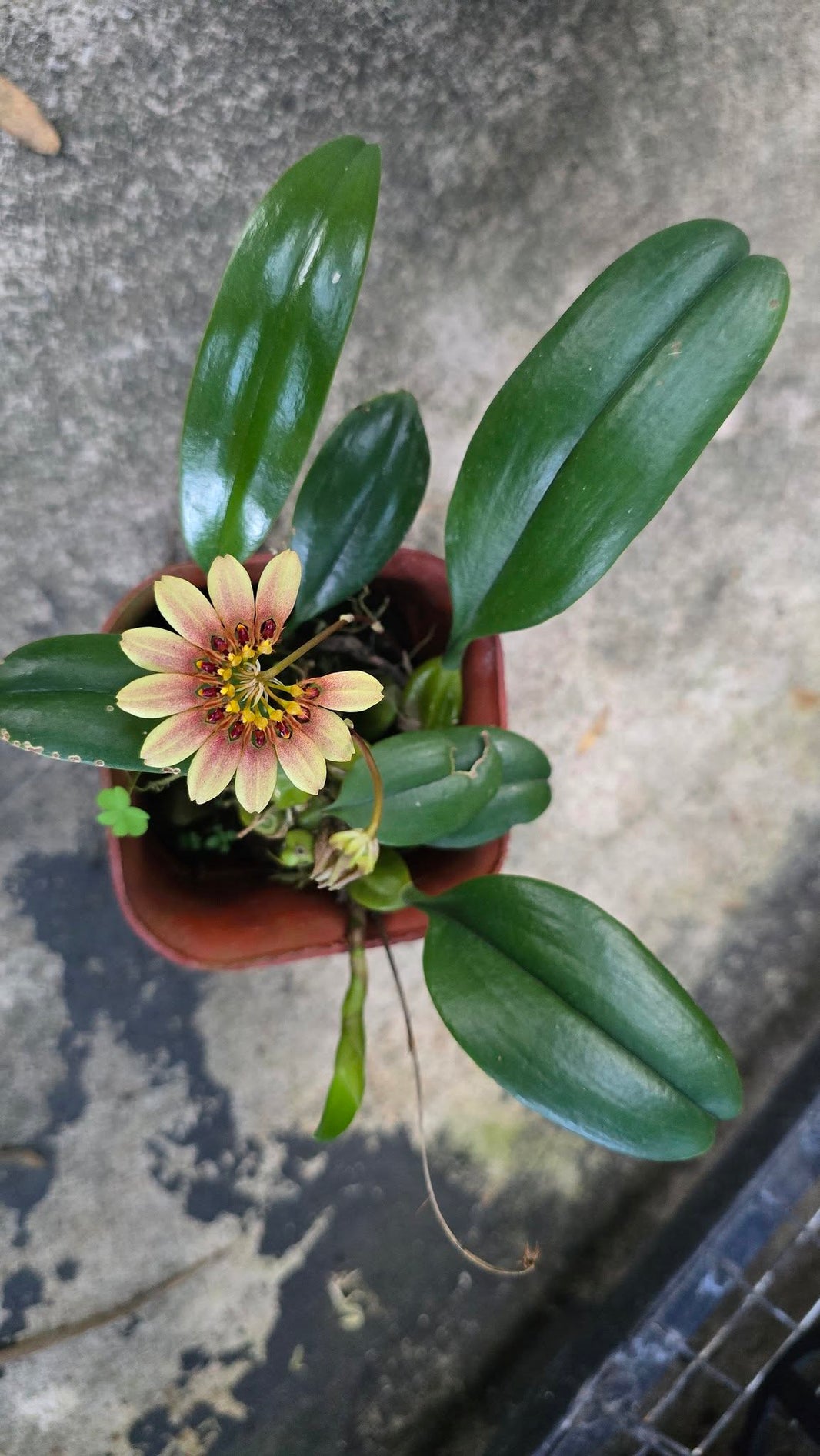 Bulbophyllum levidum Bengkulu by Gus Benk