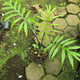 Alocasia Brancifolia Papua by Gus Benk
