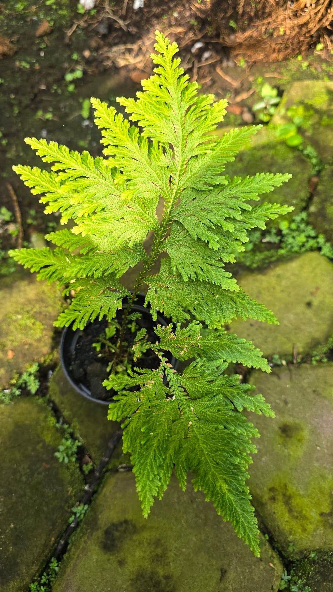 Selaginella sp. by Gus Benk