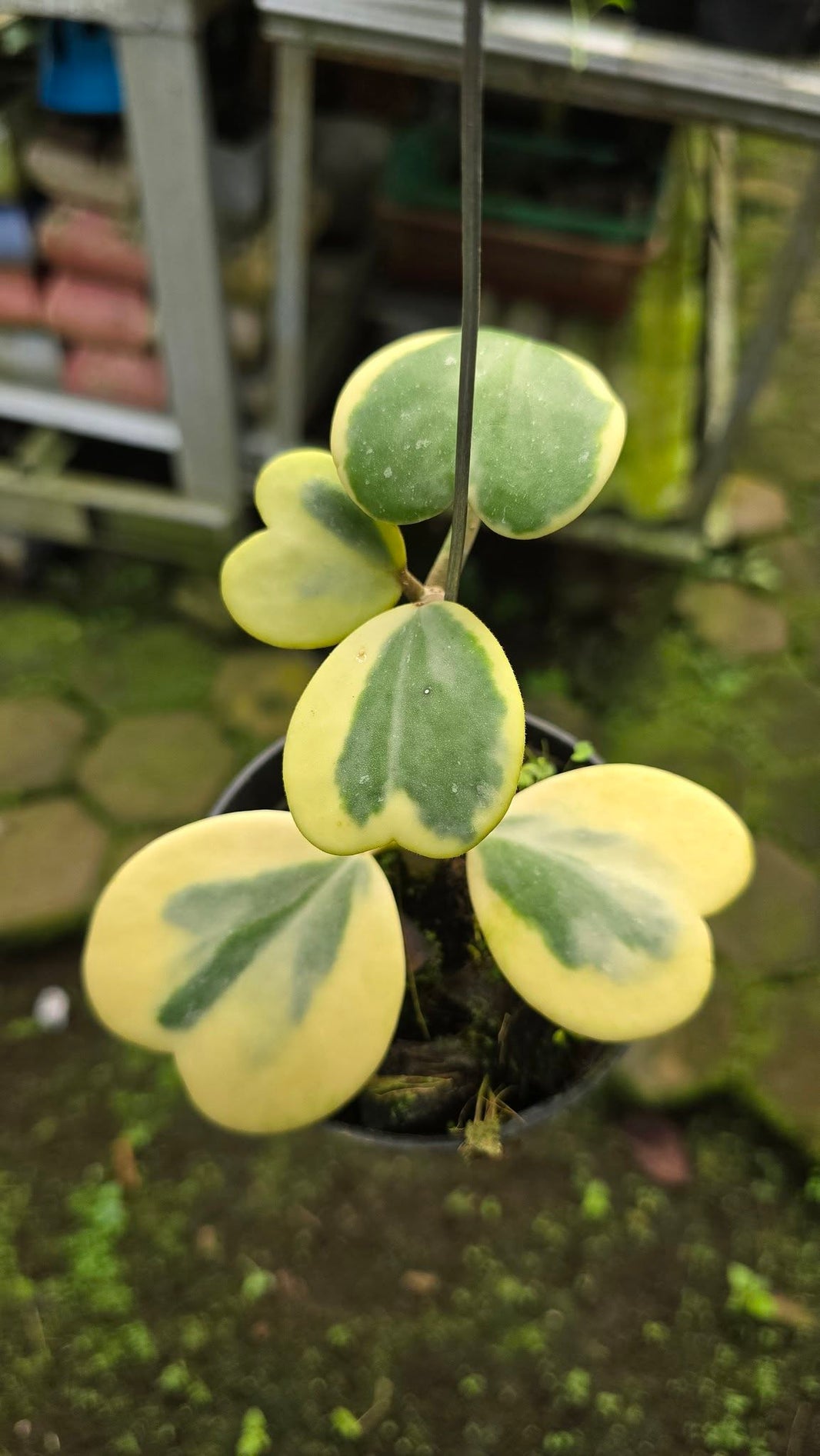Hoya by Gus Benk