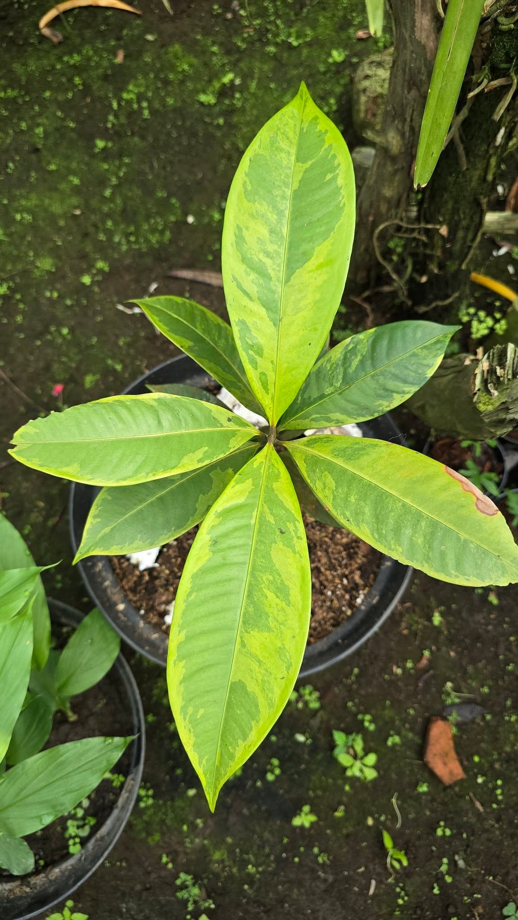Mangosteen Variegata by Gus Benk
