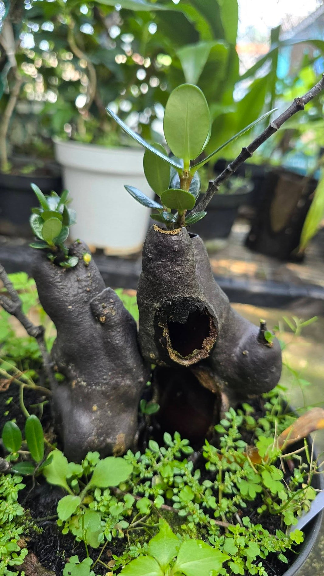 Hydnophytum formicarum by Gus Benk