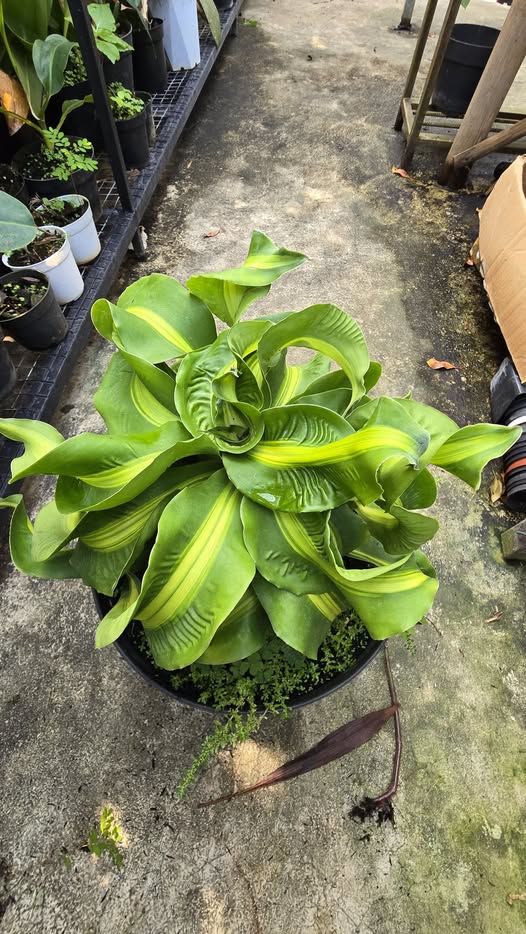 Dracaena fragrans ‘Twister’ by Gus Benk