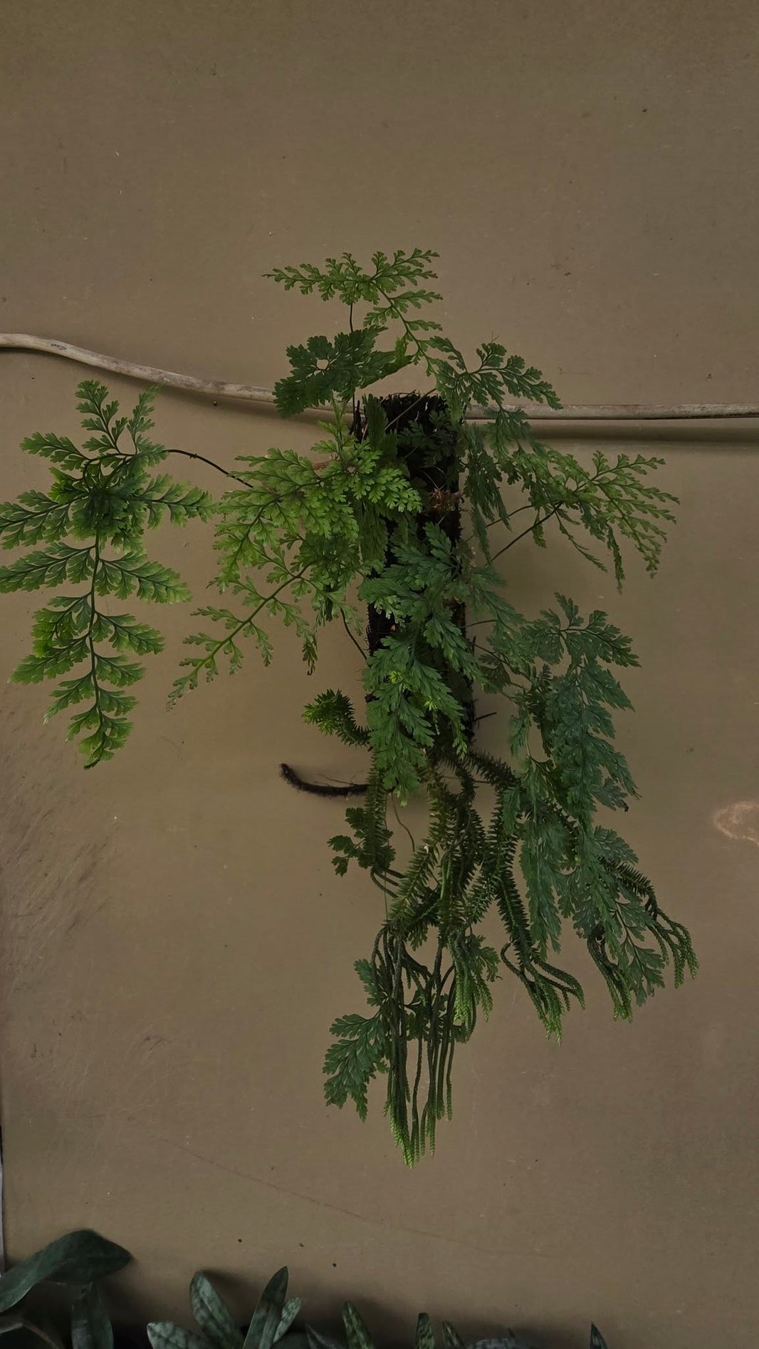Davallia fejeensis by Gus Benk