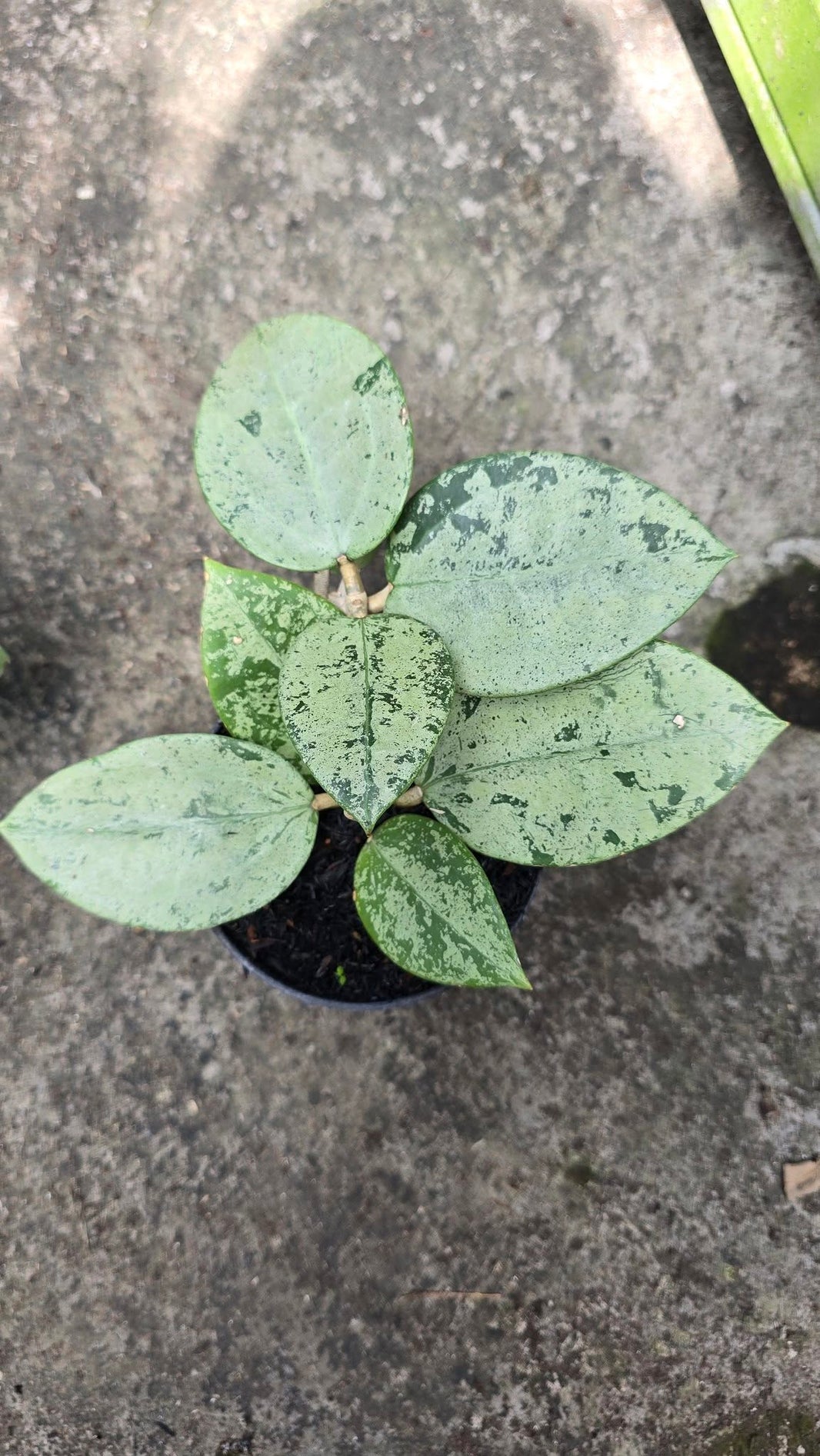 Hoya latifolia Silver by Gus Benk