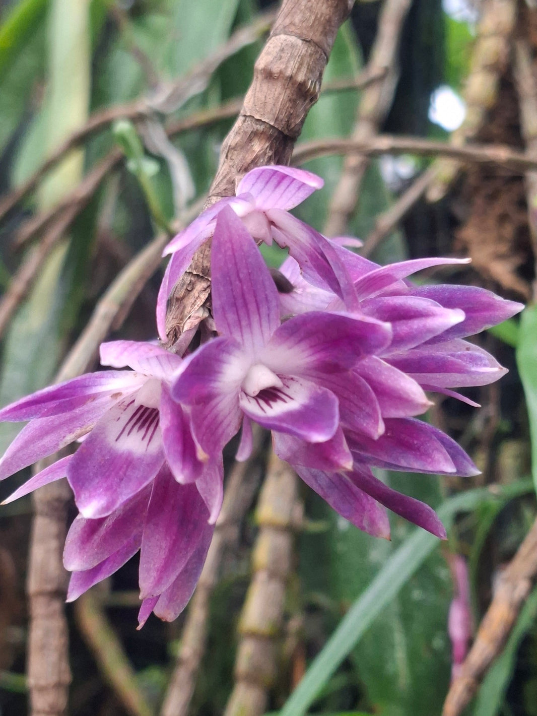 Dendrobium victoria-reginae by Andika Bayangkari