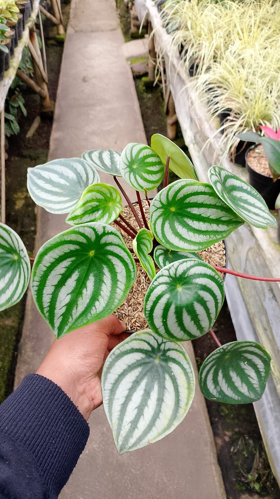 Peperomia Watermelon by Andika Bayangkari