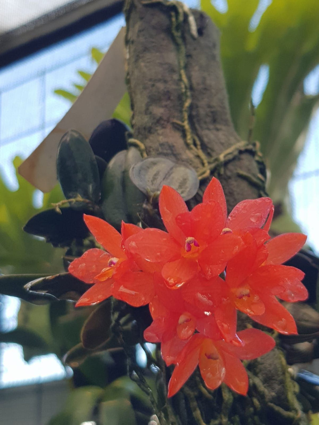 Cattleya cernua by Anita Orchids