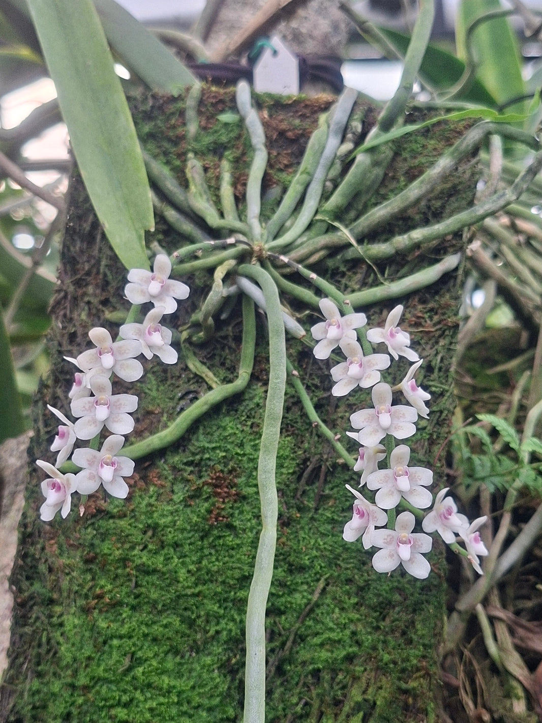 Chiloschista Pink by Anita Orchids