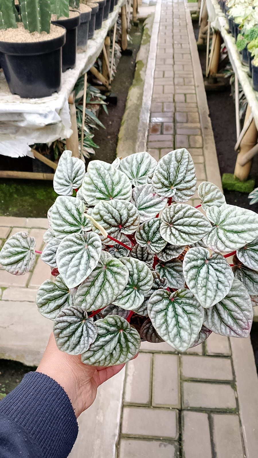 Peperomia Caperata Red by Andika Bayangkari