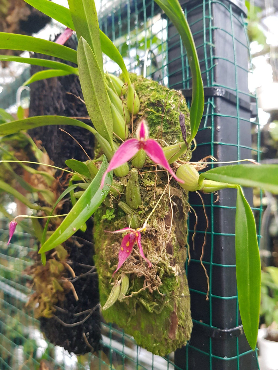 Bulbophyllum longicaudatum by Andika Bayangkari