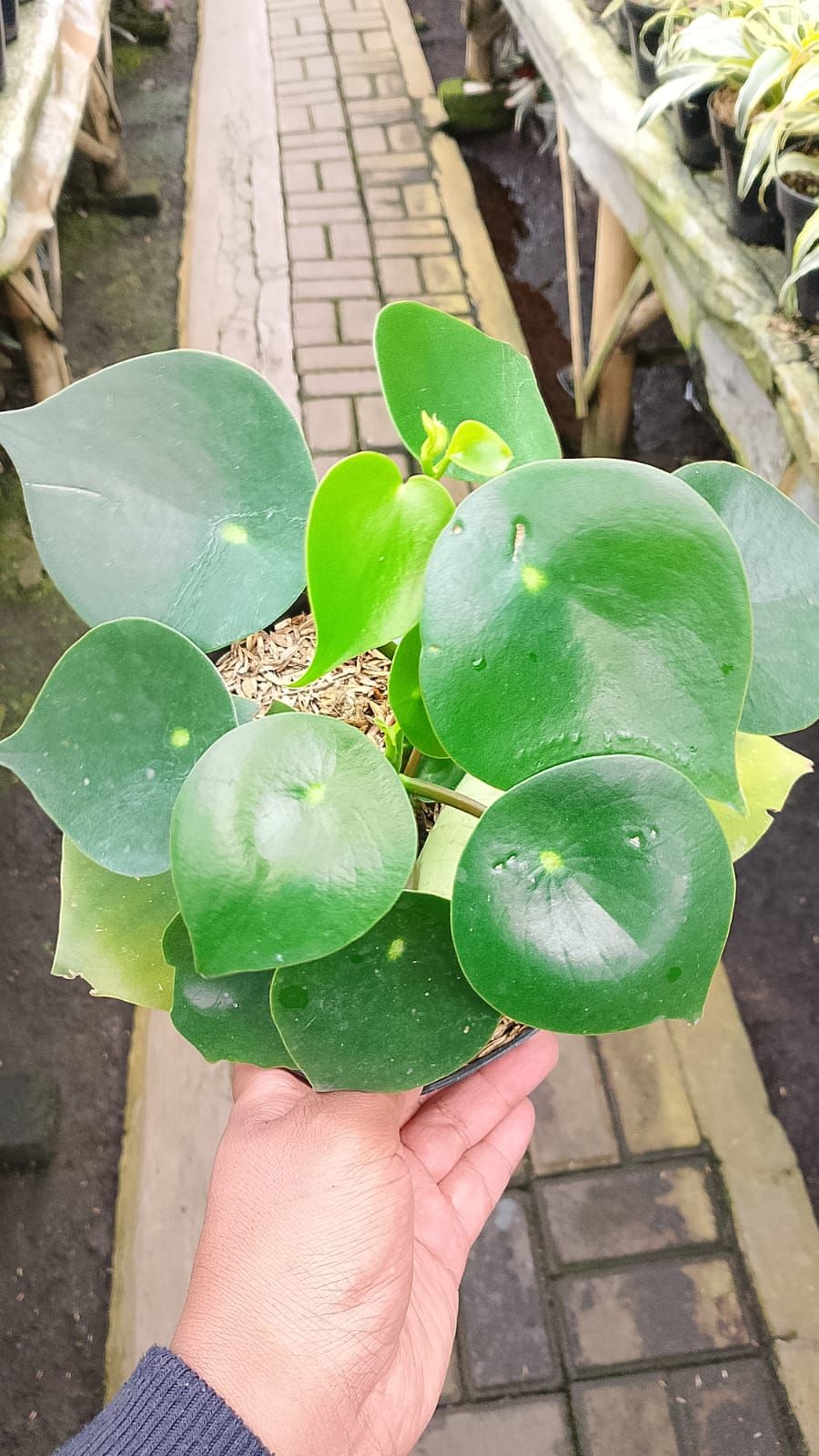 Peperomia ‘Lendrof’ by Andika Bayangkari