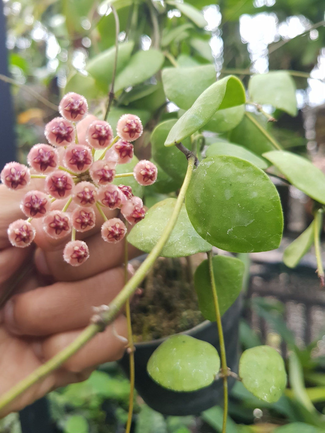Hoya lacunosa sp. Sulawesi by Andika Bayangkari