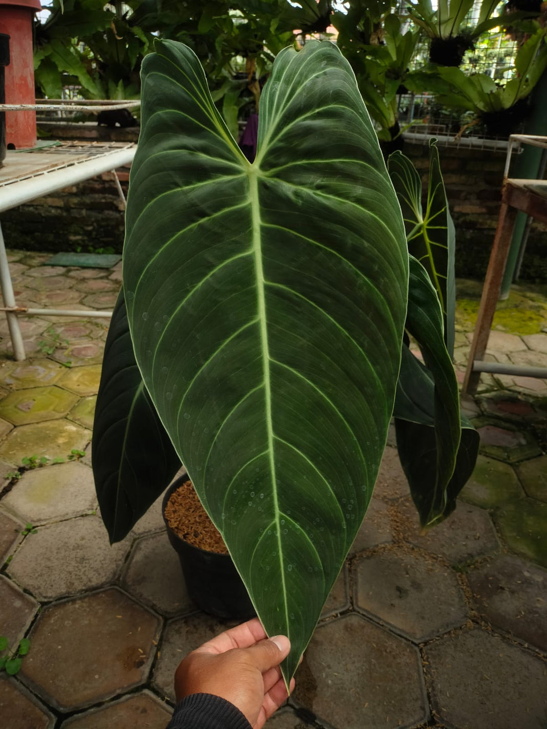 Philodendron melanocrysum narrow - Reserved - 3005-01