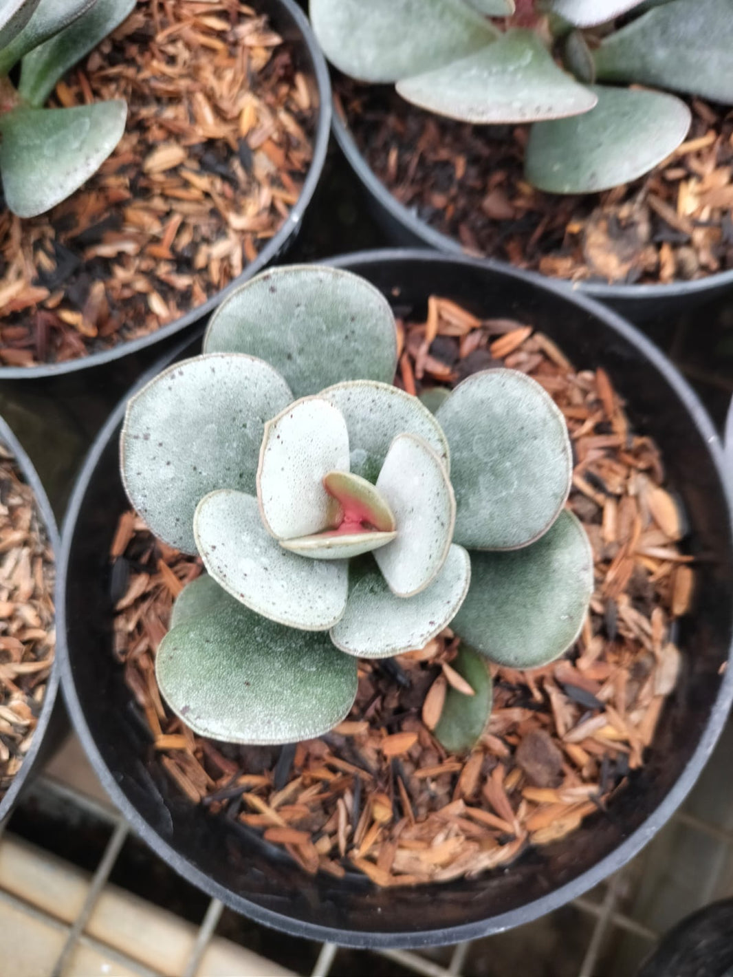 Calathea triostar, Suculent - Reserved - 3105-01