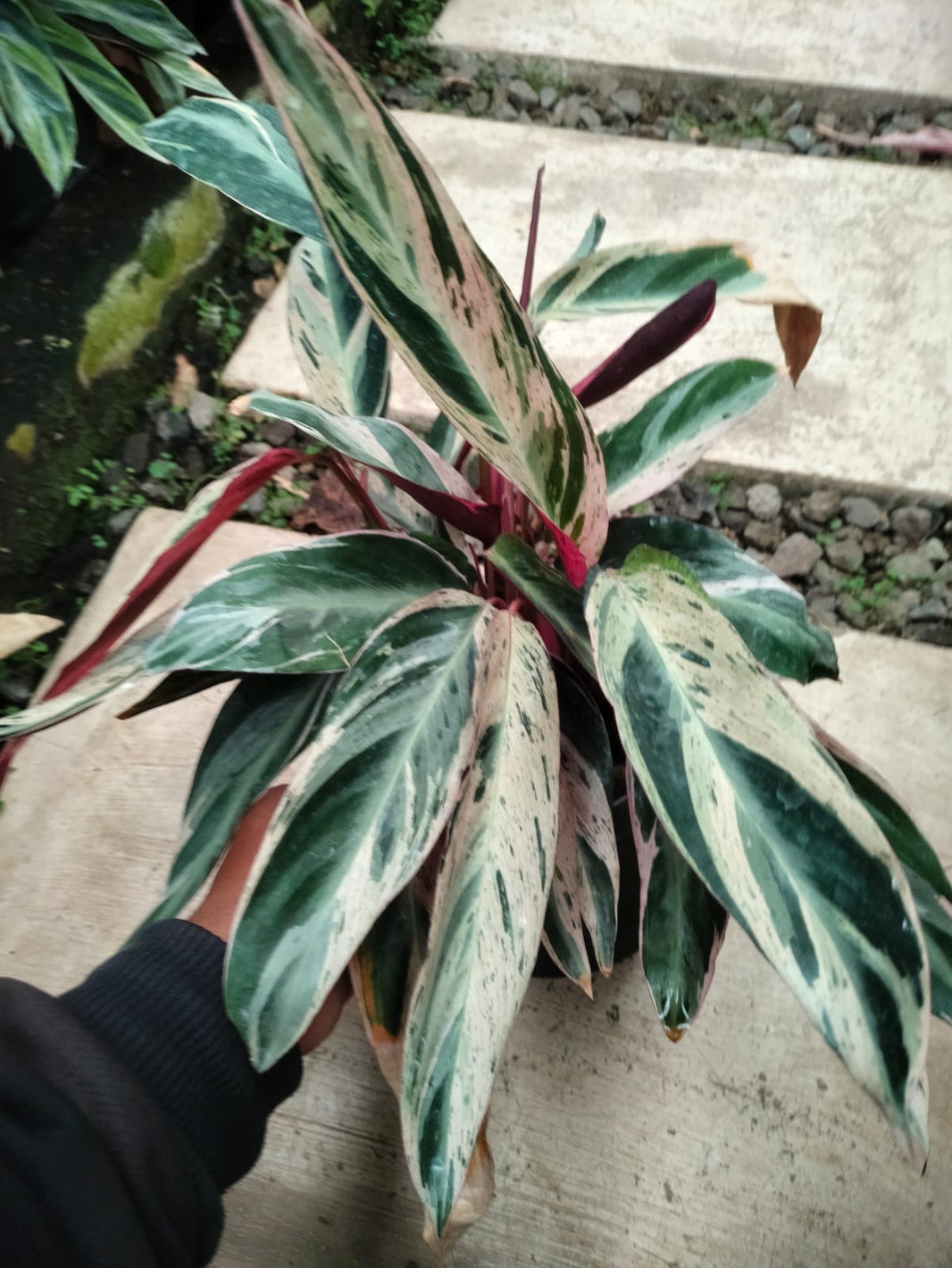 Calathea triostar, Suculent - Reserved - 3105-01