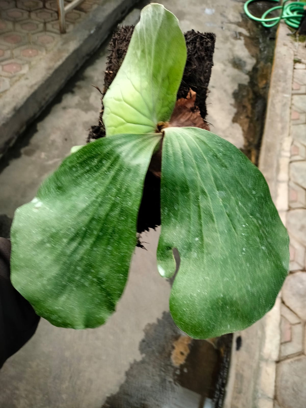 Platycerium elephantotis - Reserved - 3105-02