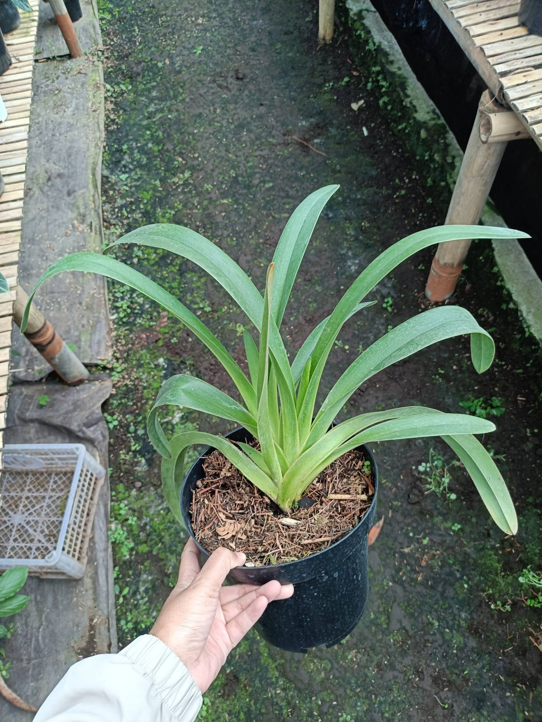 Paphiopedilum lowii by Alya Natasya