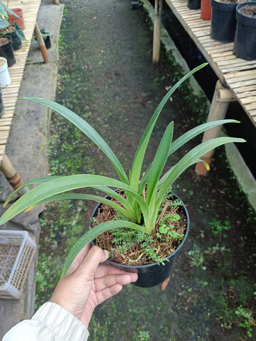 Paphiopedilum lowii by Alya Natasya