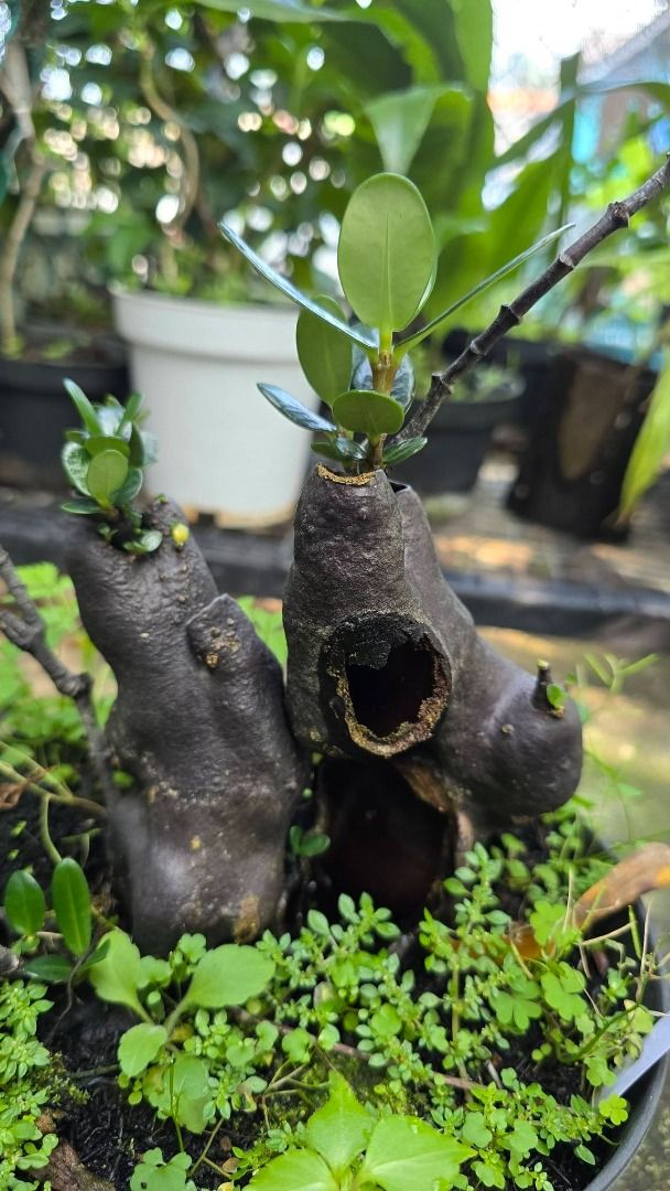 Rare Hydnophytum Formicarum Ant Nest Plant by Gus Benk