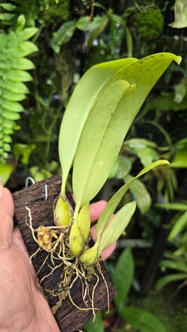 Rare Bulbophyllum Sumatranum by AnitaOrchids
