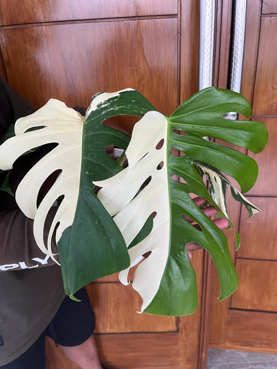 Monstera albo Reserved 0406-01