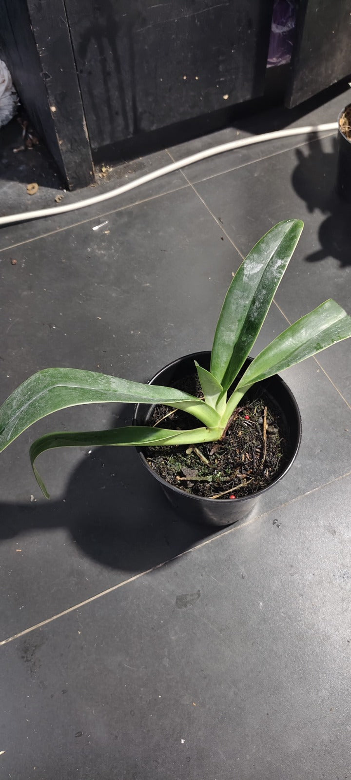 Paphiopedilum gigantifolium by Zamzam