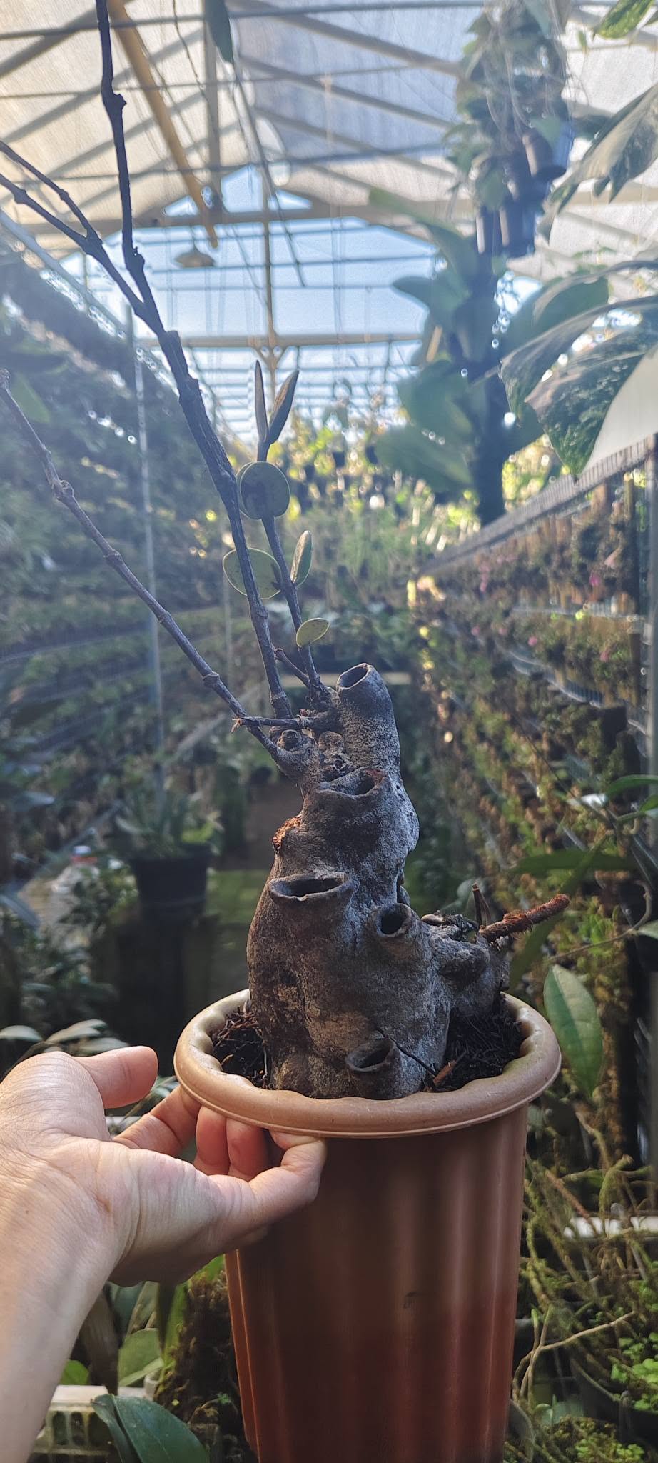 Ant plant, Hydnophytum sp papua by Zamzam