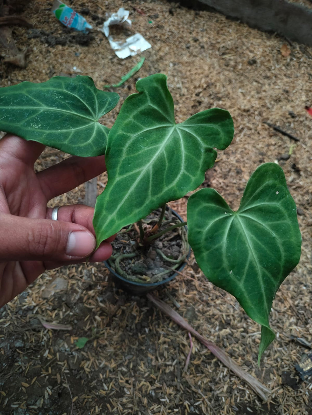 Anthurium Clarinervium x peterodctyl, Anthurium Clarinervium x delta force Reserved-1006