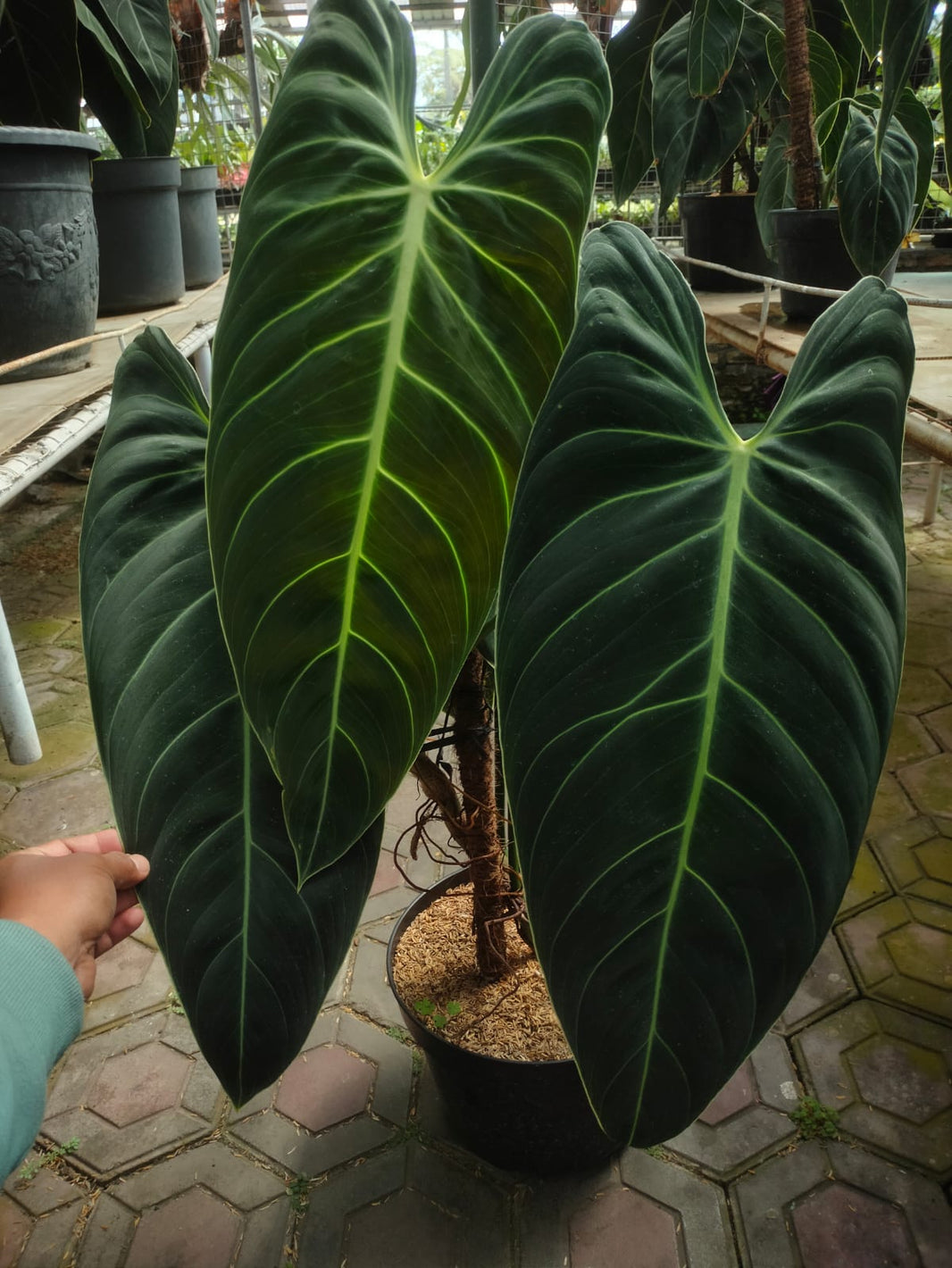 Philodendron melanocrysum Reserved-1006-02