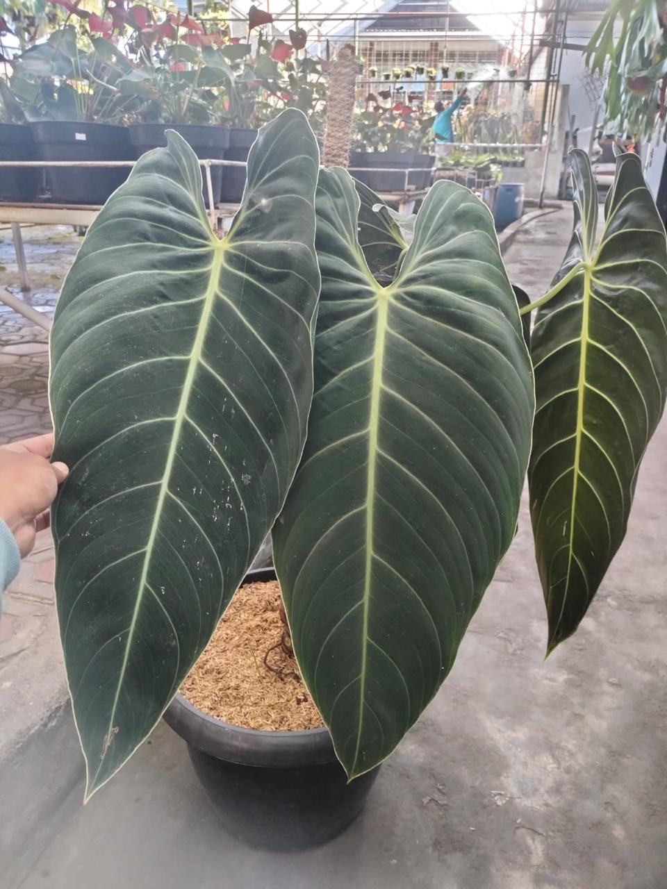 Philodendron melanocrysum Reserved-1006-03