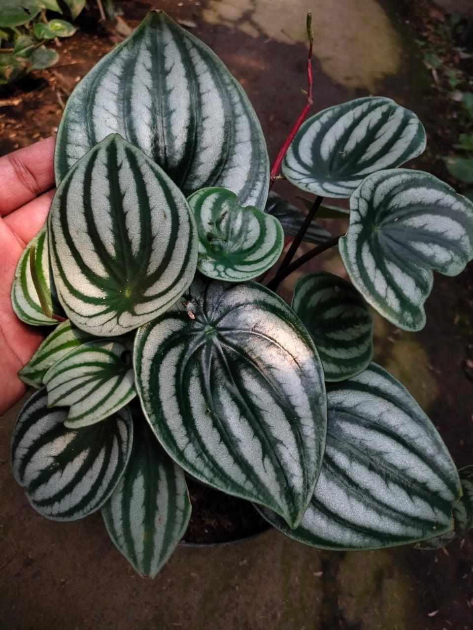 Andansoni Japan Variegated, Peperomia watermelon Reserved-1106-01