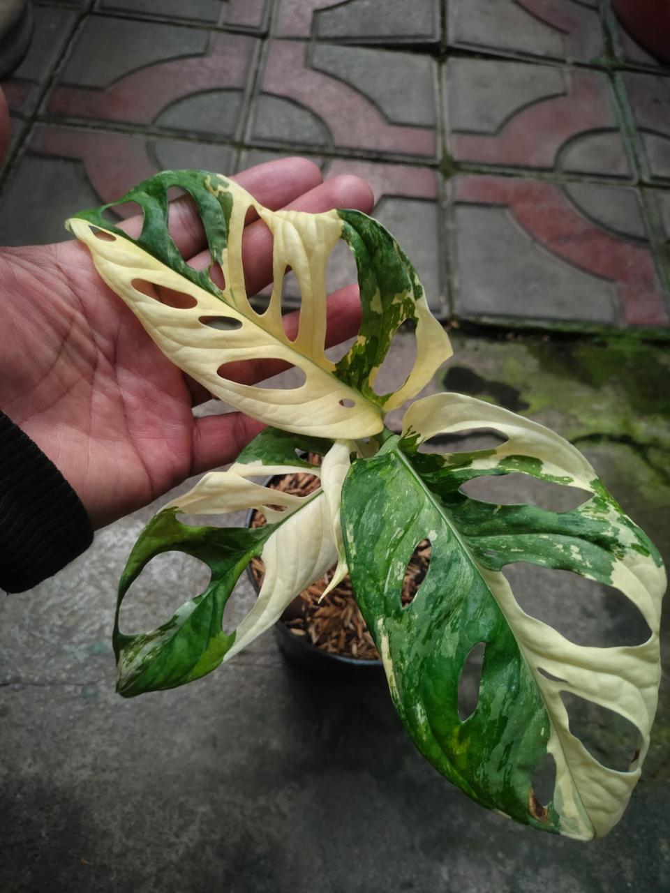 Monstera albo, Andansoni Japan Variegated Reserved-1406-01
