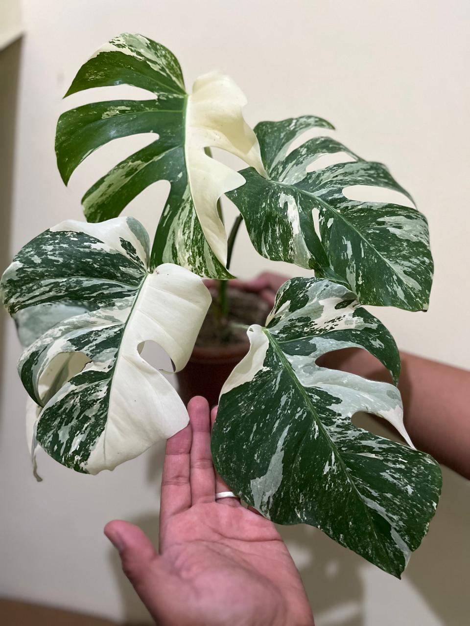 Monstera albo, Andansoni Japan Variegated Reserved-1406-01