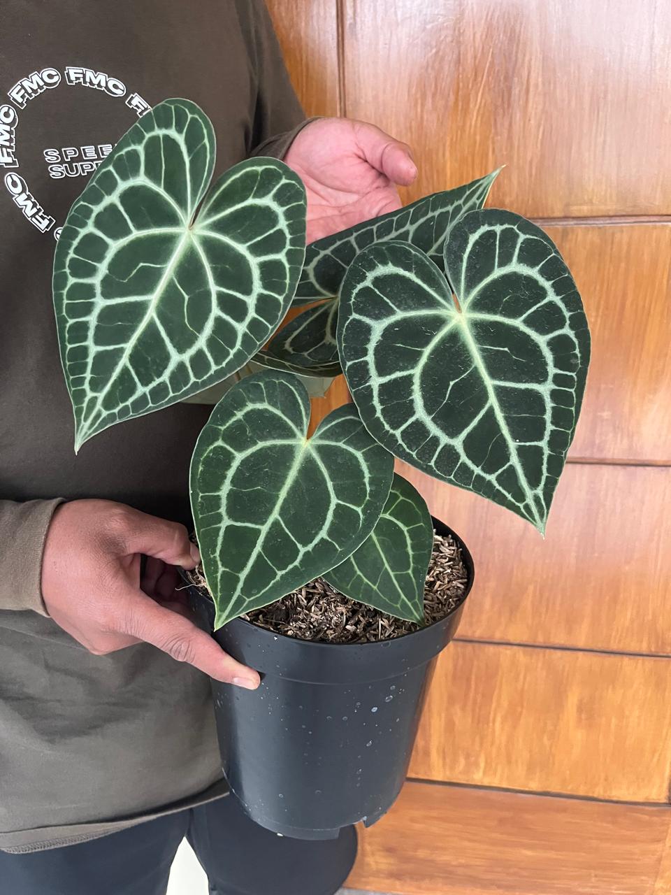 Anthurium Reserved-1506-01