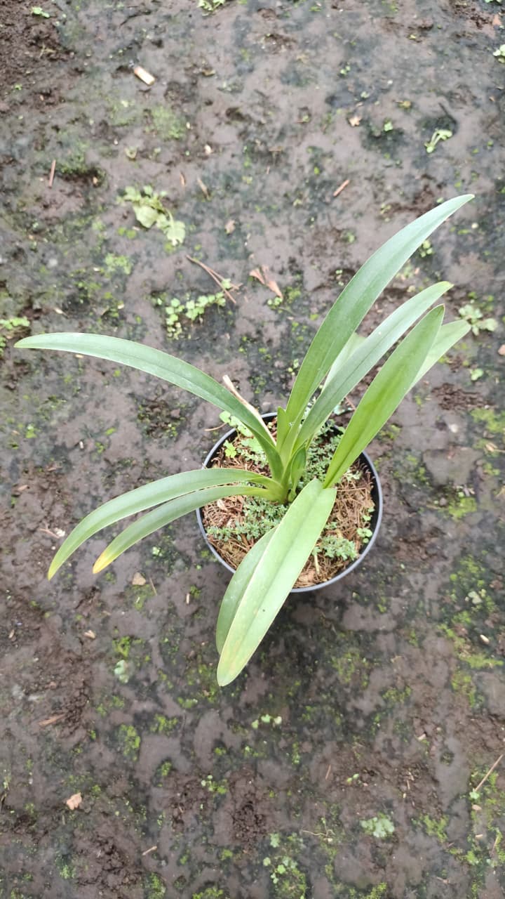 Paphiopedilum lowii by Zamzam