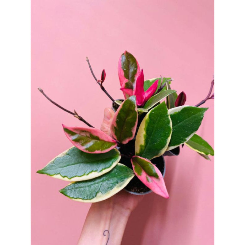 Hoya Flamingo Dream Plants