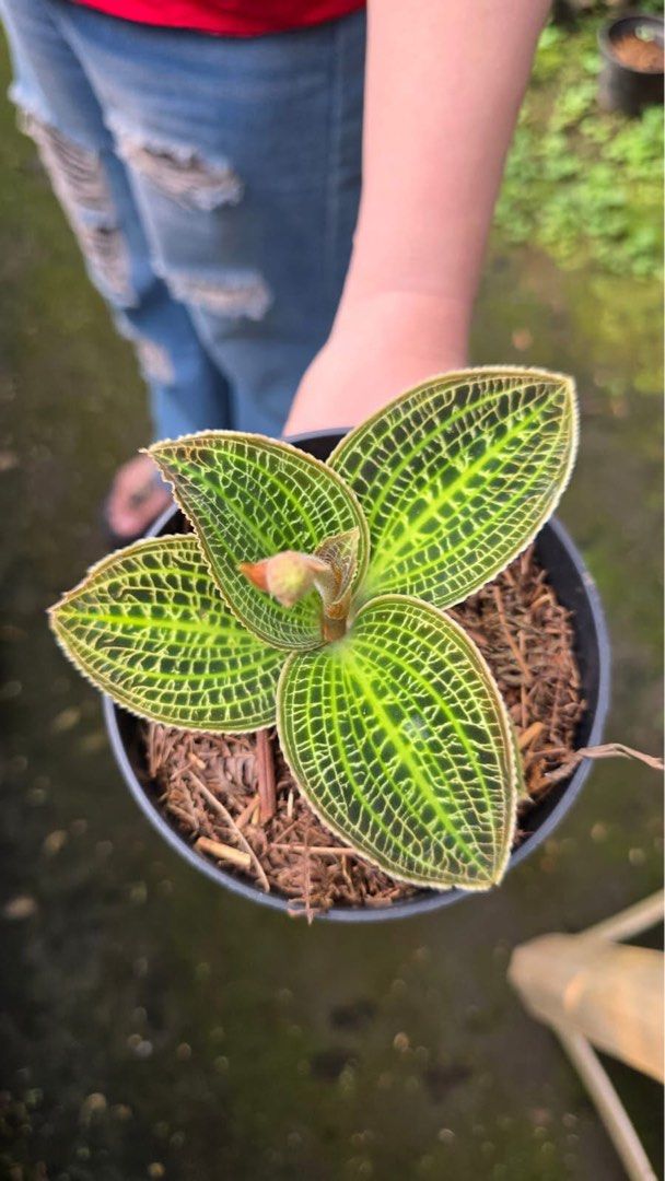 Macodes sanderiana by Anita Orchids