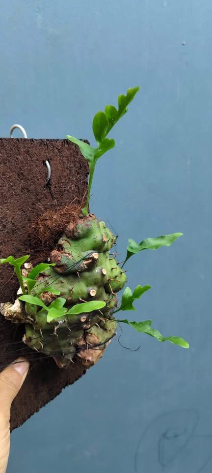 Lecanopteris from Celebes by Zamzam Plant