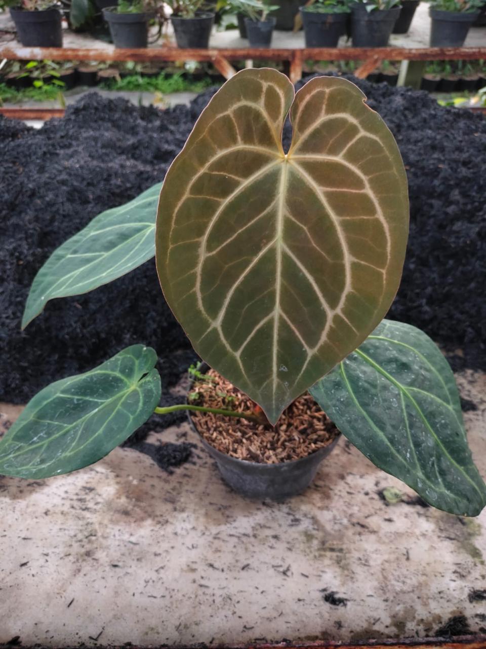 Anthurium queen of heart Anthurium Hu Reserved 2006-01