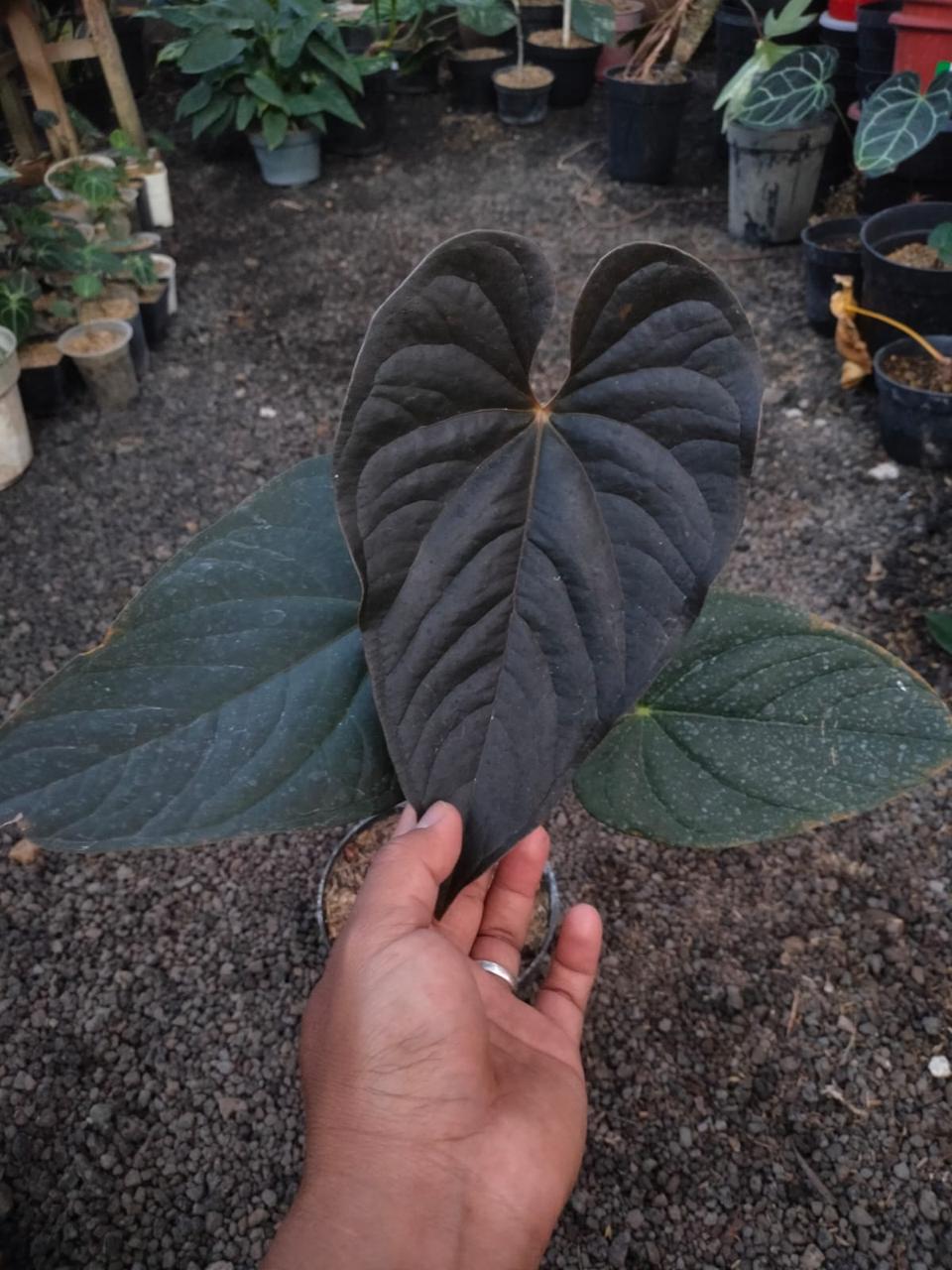 Anthurium queen of heart Anthurium Hu Reserved 2006-01